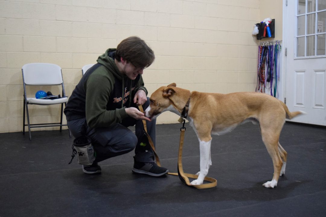 Professional Dog Training Positive Approach WA