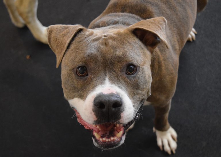 Dog Boarding Positive Approach Tacoma WA